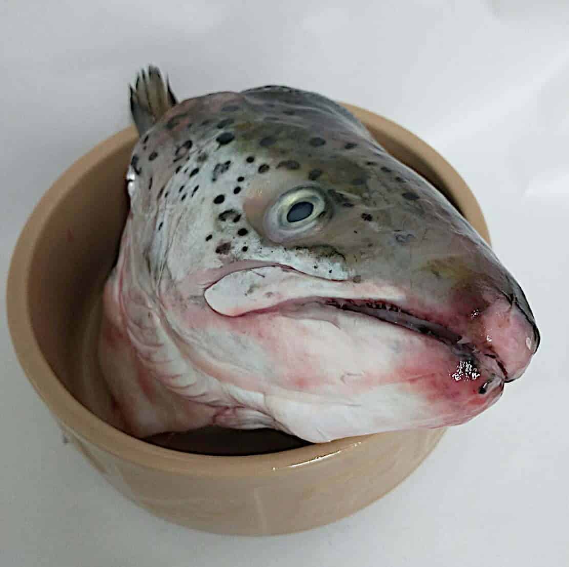 Salmon-Head.jpeg